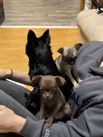 MiniChihuahua Weibchen