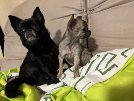 MiniChihuahua Weibchen