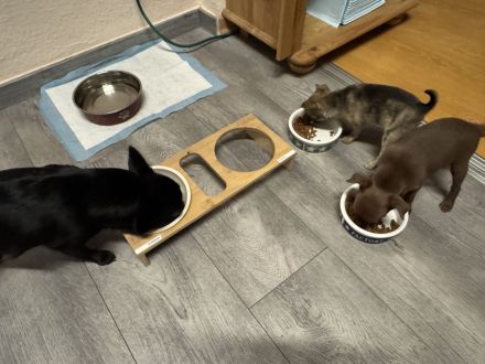 MiniChihuahua Weibchen