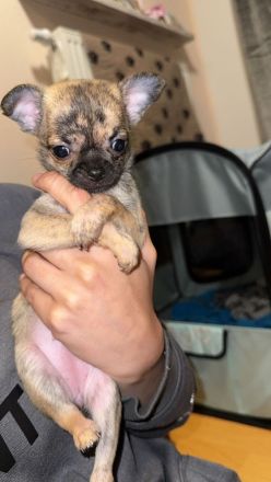 MiniChihuahua Weibchen