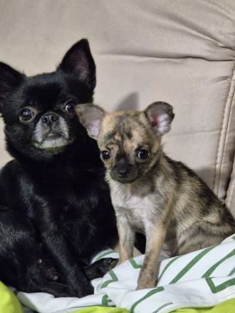 MiniChihuahua Weibchen