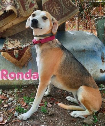 Ronda, 03/17 - sanfte Seele sucht liebevolles Zuhause