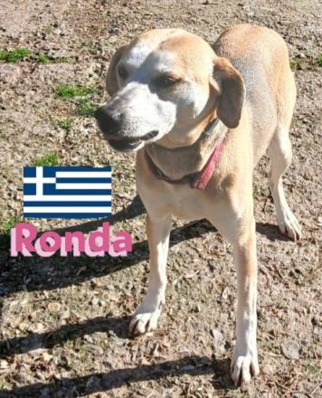 Ronda, 03/17 - sanfte Seele sucht liebevolles Zuhause