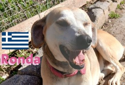 Ronda, 03/17 - sanfte Seele sucht liebevolles Zuhause