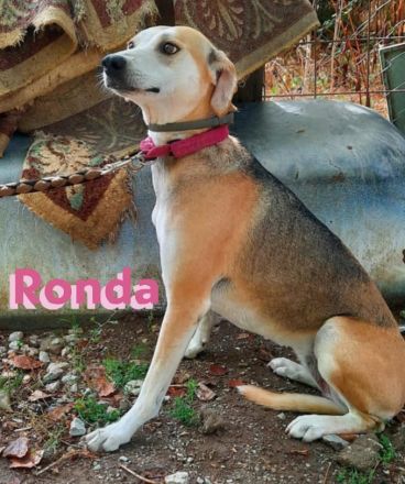 Ronda, 03/17 - sanfte Seele sucht liebevolles Zuhause