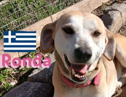 Ronda, 03/17 - sanfte Seele sucht liebevolles Zuhause