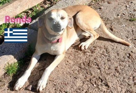 Ronda, 03/17 - sanfte Seele sucht liebevolles Zuhause