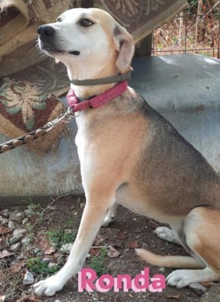 Ronda, 03/17 - sanfte Seele sucht liebevolles Zuhause