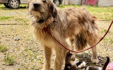 Hast du ein Herz für Apollo?