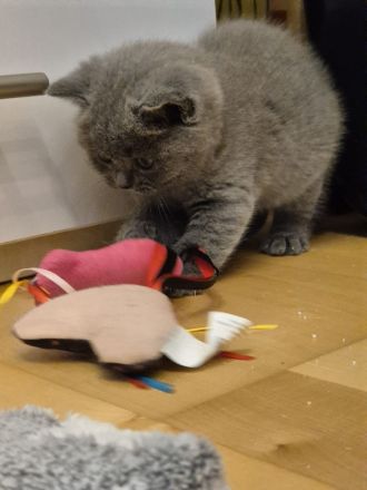 Britisch Kurzhaar Kitten mit Stammbaum