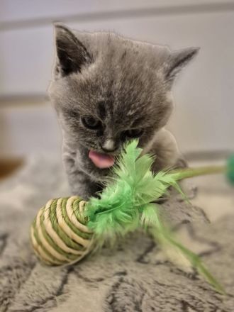 Britisch Kurzhaar Kitten mit Stammbaum