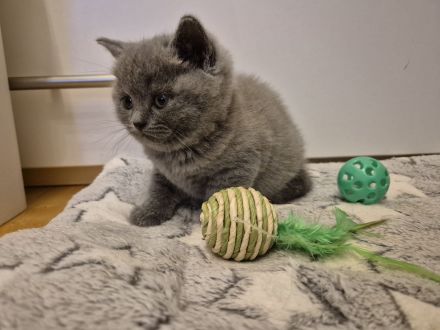 Britisch Kurzhaar Kitten mit Stammbaum