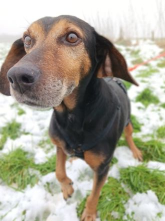 Glory, geb. ca.04/2021, lebt auf einer Pflegestelle in 53639 Königswinter