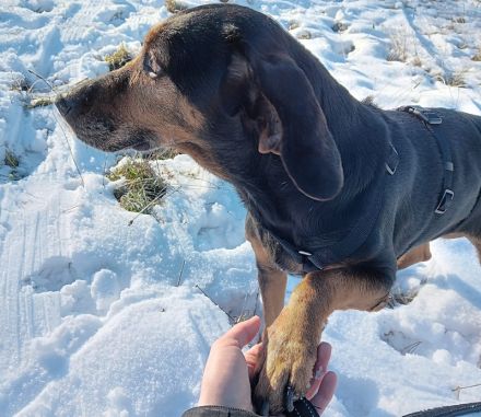 Glory, geb. ca.04/2021, lebt auf einer Pflegestelle in 53639 Königswinter
