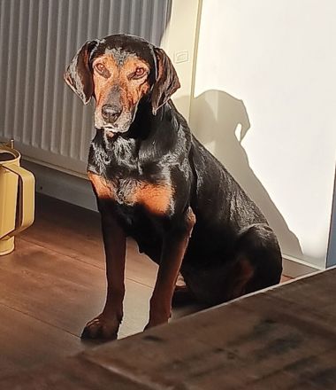 Glory, geb. ca.04/2021, lebt auf einer Pflegestelle in 53639 Königswinter