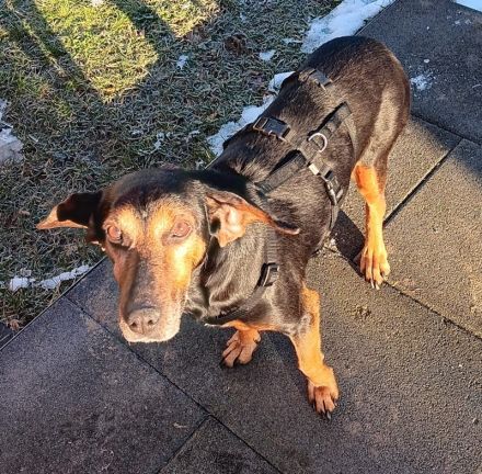 Glory, geb. ca.04/2021, lebt auf einer Pflegestelle in 53639 Königswinter