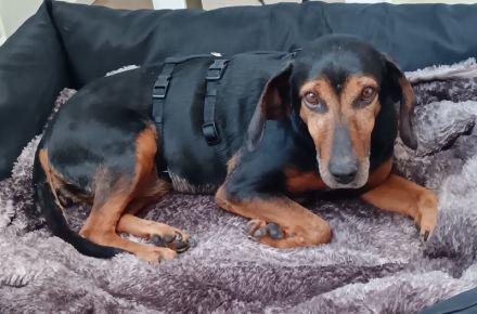 Glory, geb. ca.04/2021, lebt auf einer Pflegestelle in 53639 Königswinter