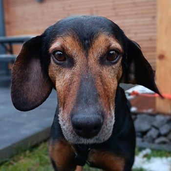 Glory, geb. ca.04/2021, lebt auf einer Pflegestelle in 53639 Königswinter