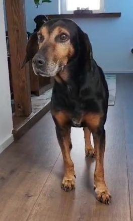 Glory, geb. ca.04/2021, lebt auf einer Pflegestelle in 53639 Königswinter