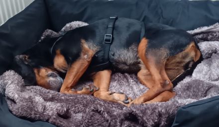 Glory, geb. ca.04/2021, lebt auf einer Pflegestelle in 53639 Königswinter