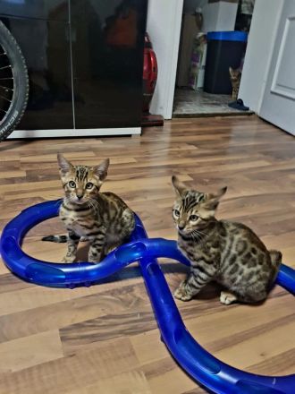 Bengal Katzen (3 Monate alt)