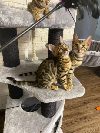 Bengal Katzen (3 Monate alt)