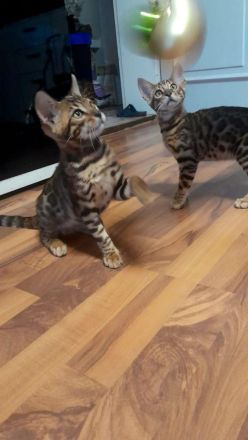 Bengal Katzen (3 Monate alt)