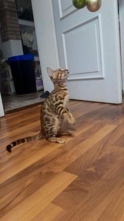 Bengal Katzen (3 Monate alt)