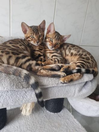 Bengal Katzen (3 Monate alt)