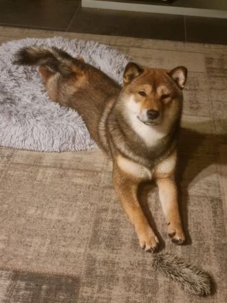 Schiba-Inu Deckrüde