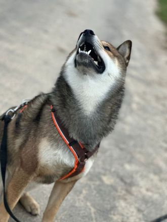 Schiba-Inu Deckrüde