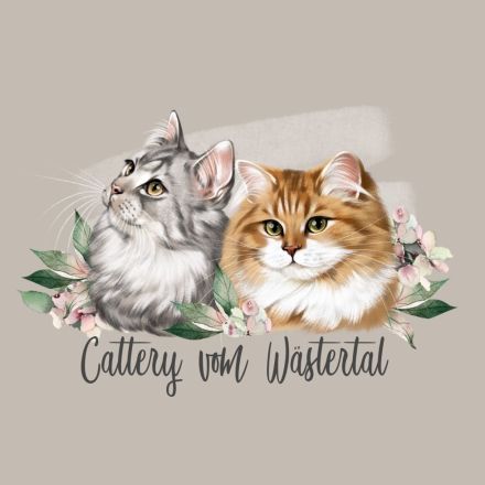 Cattery vom Wästertal