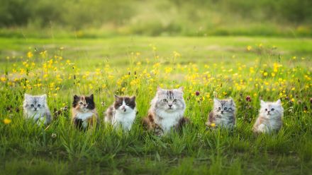 Cattery vom Wästertal