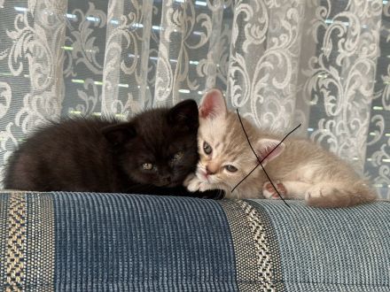 Britisch Kurzhaar, Kitten