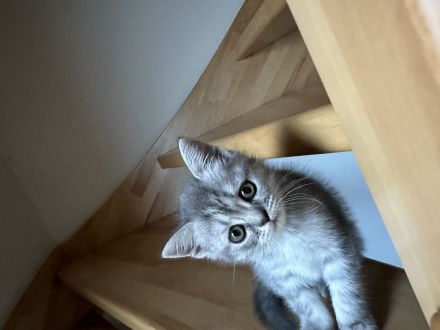 Britisch Kurzhaar, Kitten
