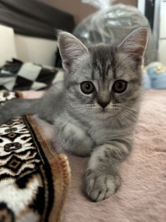 Britisch Kurzhaar, Kitten