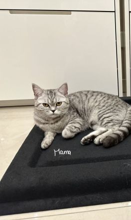 Britisch Kurzhaar, Kitten