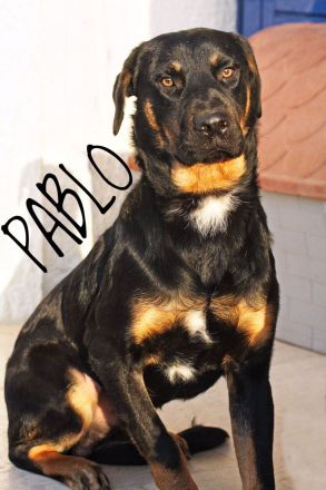 Pablo, 11/19 - dem Horror entkommen hofft er auf geduldige Menschen