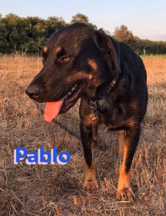 Pablo, 11/19 - dem Horror entkommen hofft er auf geduldige Menschen