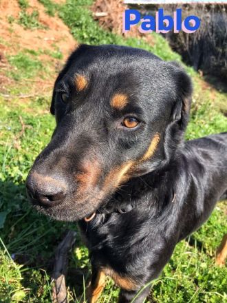 Pablo, 11/19 - dem Horror entkommen hofft er auf geduldige Menschen