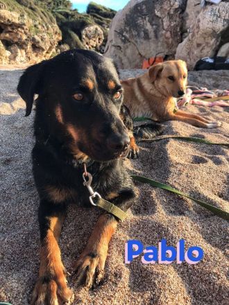 Pablo, 11/19 - dem Horror entkommen hofft er auf geduldige Menschen