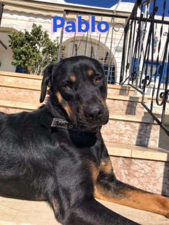 Pablo, 11/19 - dem Horror entkommen hofft er auf geduldige Menschen