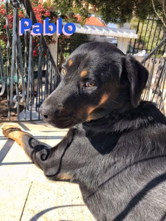 Pablo, 11/19 - dem Horror entkommen hofft er auf geduldige Menschen