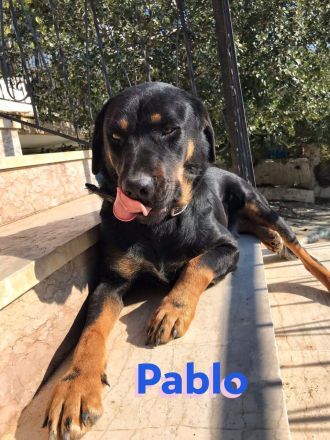 Pablo, 11/19 - dem Horror entkommen hofft er auf geduldige Menschen