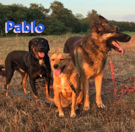 Pablo, 11/19 - dem Horror entkommen hofft er auf geduldige Menschen