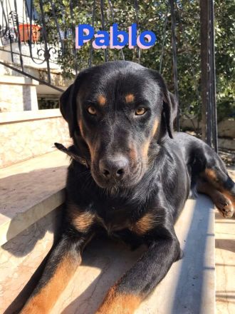 Pablo, 11/19 - dem Horror entkommen hofft er auf geduldige Menschen