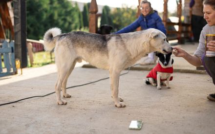 Unser überaus freundlicher Sam ist bereit für ein neues Zuhause!