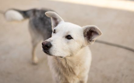 Unser überaus freundlicher Sam ist bereit für ein neues Zuhause!