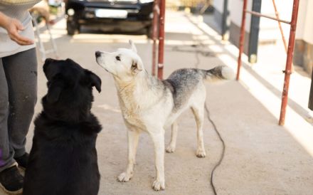 Unser überaus freundlicher Sam ist bereit für ein neues Zuhause!