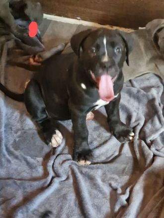 Cane corso xl bully mix